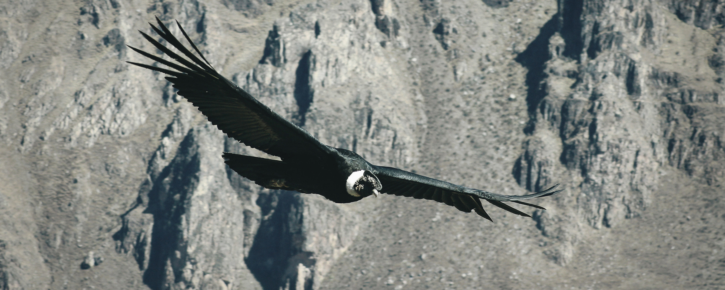 Condor1